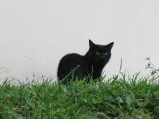 Atentie, pisica neagra!