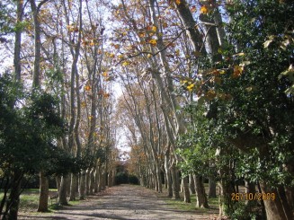 Surpriza placuta-Livorno