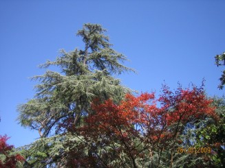 Surpriza placuta-Livorno