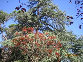 Surpriza placuta-Livorno