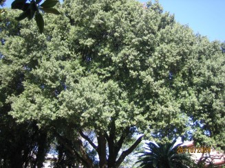 Surpriza placuta-Livorno