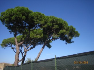 Surpriza placuta-Livorno