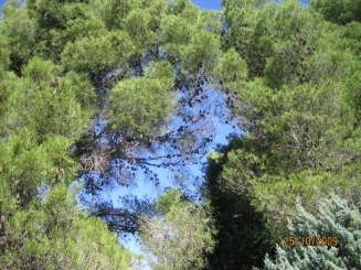 Surpriza placuta-Livorno