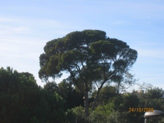 Surpriza placuta-Livorno