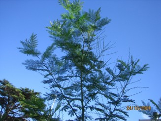 Surpriza placuta-Livorno