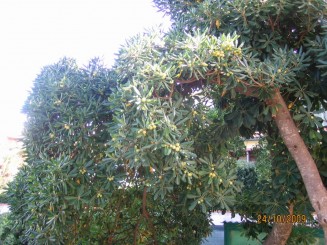 Surpriza placuta-Livorno