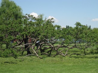Primavara in Parcul Herastrau