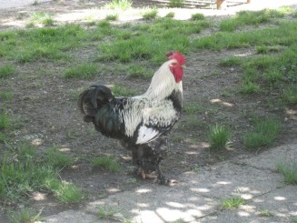 Bucuresti, Muzeul satului