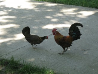 Bucuresti, Muzeul satului