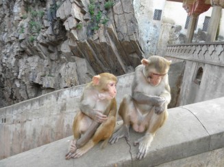 India - Templul maimuţelor din Oraşul Parasit