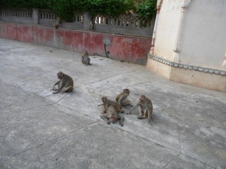 India - Templul maimuţelor din Oraşul Parasit