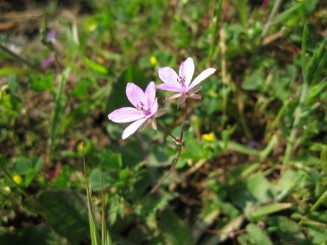 Grecia, Halkidiki: Ouranopolis