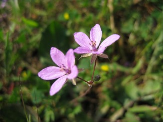 Grecia, Halkidiki: Ouranopolis