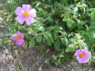 Grecia, Halkidiki: Ouranopolis