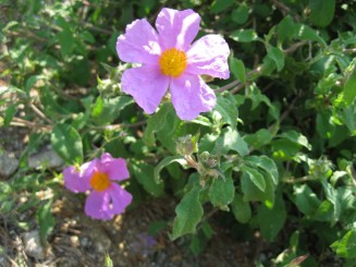 Grecia, Halkidiki: Ouranopolis