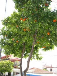 Grecia, Halkidiki: Ouranopolis, portocal cu fructe si flori
