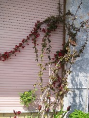 Grecia, Halkidiki: Ouranopolis