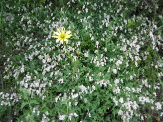 Grecia, Halkidiki: Ouranopolis