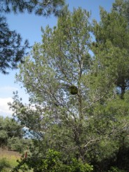 Grecia, Halkidiki: Ouranopolis