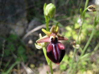 Grecia, Halkidiki: Ouranopolis