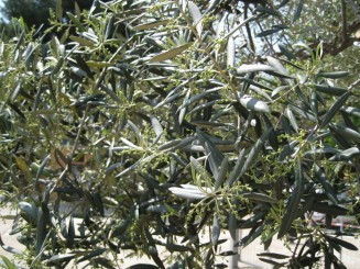 Grecia, Halkidiki: Ouranopolis (maslin in curtea manastirii Zygou)