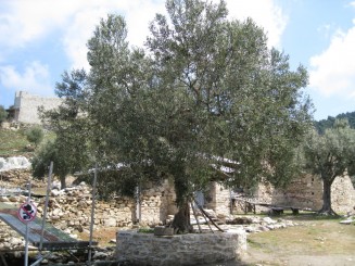 Grecia, Halkidiki: Ouranopolis (maslin in curtea manastirii Zygou)