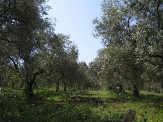Grecia, Halkidiki: Ouranopolis, livada de maslini
