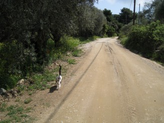 Grecia, Halkidiki: Ouranopolis (pisicile, celebre in Grecia)