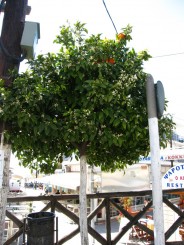Grecia, Halkidiki: Ouranopolis, portocal cu fructe si flori
