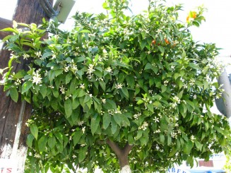 Grecia, Halkidiki: Ouranopolis, portocal cu fructe si flori