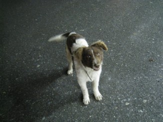 Grecia, Halkidiki: catel grecesc