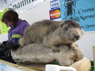 Austria, Salzburg: stand cu suveniruri (traditionala marmota)