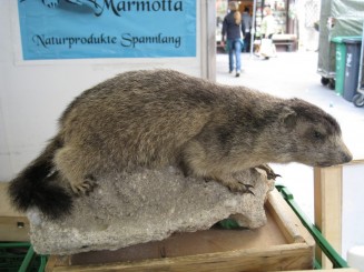Austria, Salzburg: stand cu suveniruri (traditionala marmota)