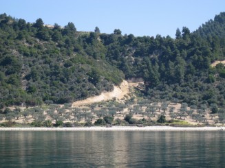 Grecia: livada de maslini pe Muntele Athos