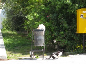 Cu vaporul de-a lungul laturii de vest a Muntelui Athos