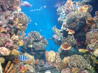 City Break Barcelona-Acvariul