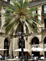 Placa Reial