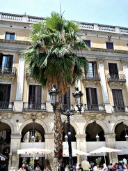 Placa Reial