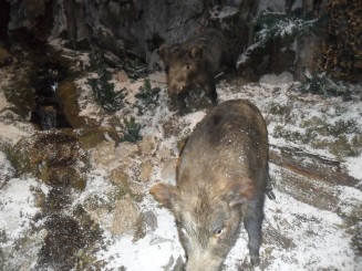 Exponate la Muzeul Natura Văii Teleajenului