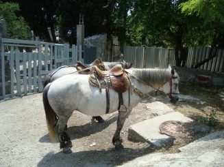 Yalta - Palatul Alupka (Vorontsov)