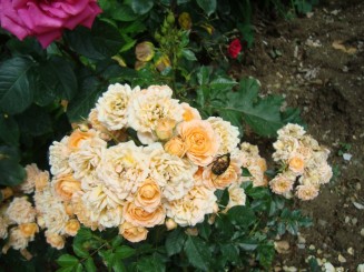 Yalta - Grădina botanică Nikita