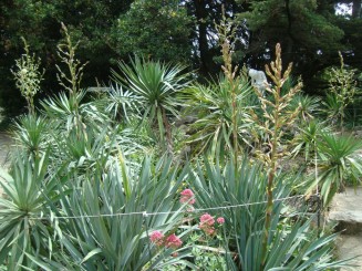 Yalta - Grădina botanică Nikita