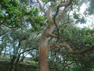 Yalta - Grădina botanică Nikita