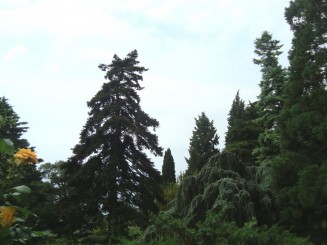 Yalta - Grădina botanică Nikita