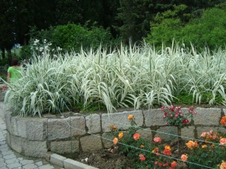 Yalta - Grădina botanică Nikita