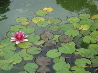 Yalta - Grădina botanică Nikita