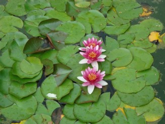 Yalta - Grădina botanică Nikita