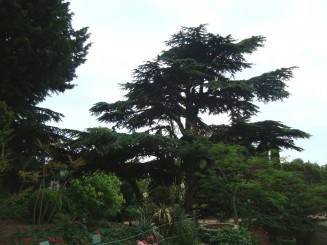 Yalta - Grădina botanică Nikita