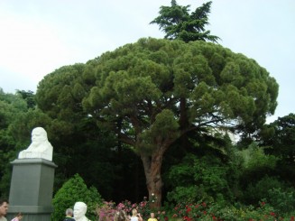 Yalta - Grădina botanică Nikita