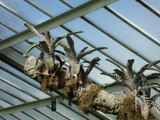 Kew gardens (Londra)